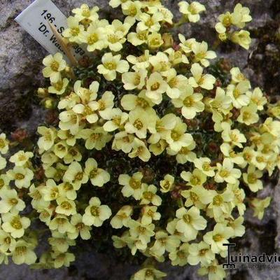 Saxifraga 'Dr. Watson' - 