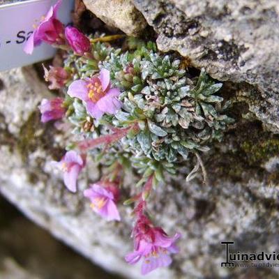 Saxifraga 'Perutýn' - 