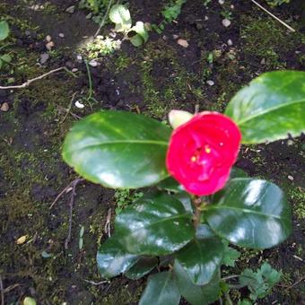 Camellia japonica