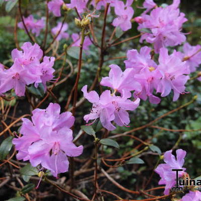 Rhododendron 'Praecox' - Rhododendron 'Praecox'