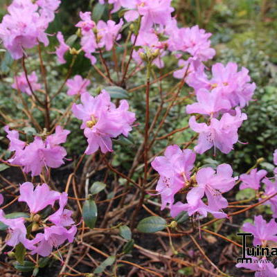 Rhododendron 'Praecox'