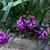 Hyacinthus orientalis 'Woodstock'