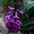 Hyacinthus orientalis 'Woodstock'