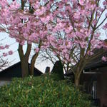 Prunus serrulata 'Kanzan' - 