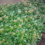 Skimmia japonica 'Madonna' - 