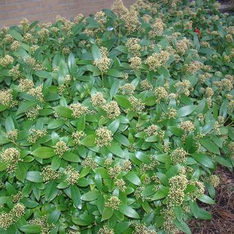 Skimmia japonica 'Madonna'