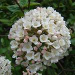 Viburnum x burkwoodii