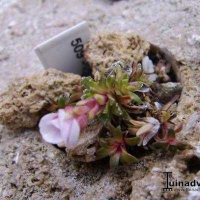 Saxifraga marginata 'Purpurea' - 