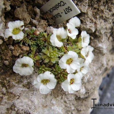 Saxifraga 'Coolock Jean' - 