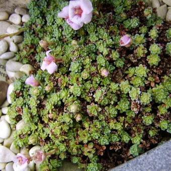 Saxifraga 'Allendale Dream'