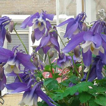 Aquilegia flabellata 'CAMEO Blue & White'