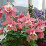 Aquilegia flabellata 'CAMEO Pink & White' - 