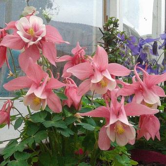 Aquilegia flabellata 'CAMEO Pink & White'