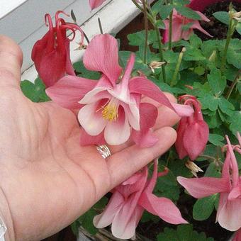 Aquilegia flabellata 'CAMEO Pink & White'