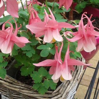 Aquilegia flabellata 'CAMEO Pink & White'