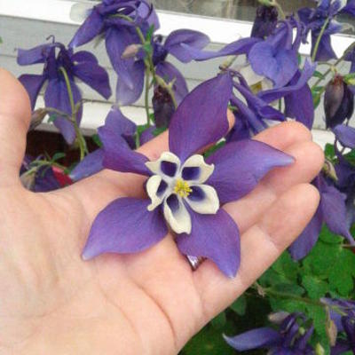 Aquilegia flabellata 'CAMEO Blue & White' - 