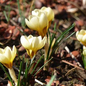 Crocus chrysanthus 'Cream Beauty'