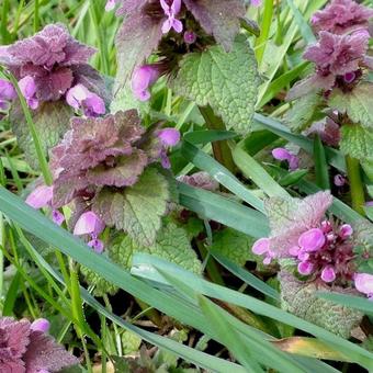 Lamium purpureum