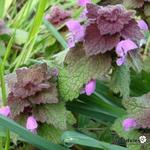 Lamium purpureum - Purpurrote Taubnessel