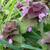 Lamium purpureum