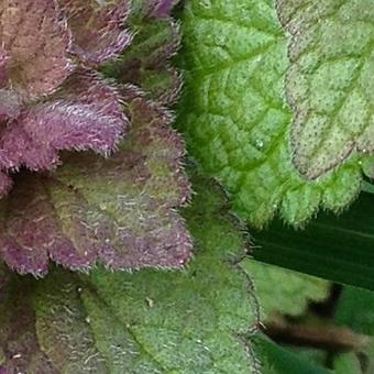 Lamium purpureum