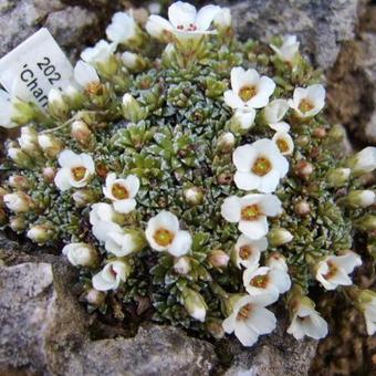 Saxifraga 'Charles Chaplin'