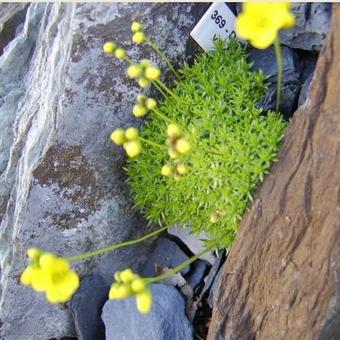 Draba rigida