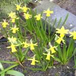 Narcissus 'Baby Boomer' - 