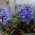 Hyacinthus orientalis 'Anastasia'