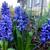 Hyacinthus orientalis 'Delft Blue'