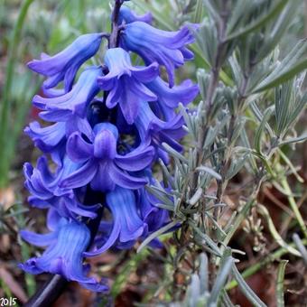 Hyacinthus orientalis 'Delft Blue'