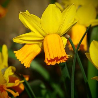 Narcissus 'Jetfire'