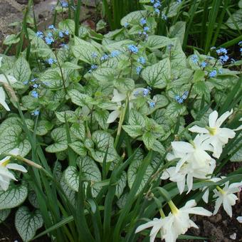 Narcissus triandrus 'Thalia'