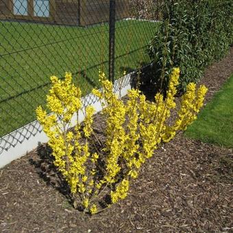 Forsythia x intermedia 'Goldrausch'