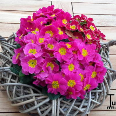 Primula 'INARA-serie' - 