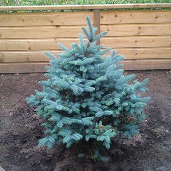 Picea pungens 'Glauca Globosa'