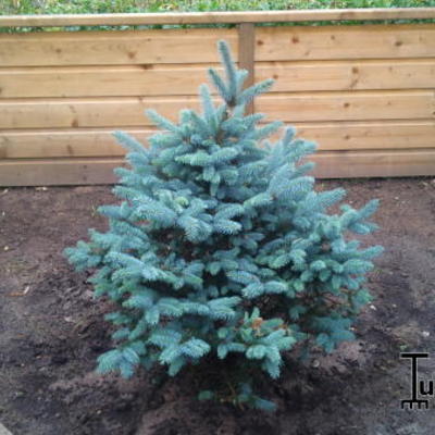 Picea pungens 'Glauca Globosa' - SAPIN BLEU, EPICÉA DU COLORADO 'GLAUCA GLOBOSA'