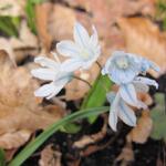 Scilla mischtschenkoana - 