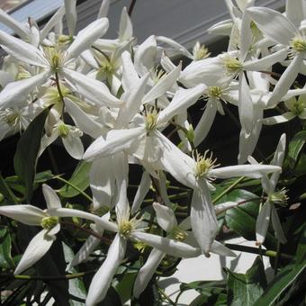 Clematis armandii 'Snowdrift'