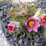 Pulsatilla vulgaris 'Rosea' - 