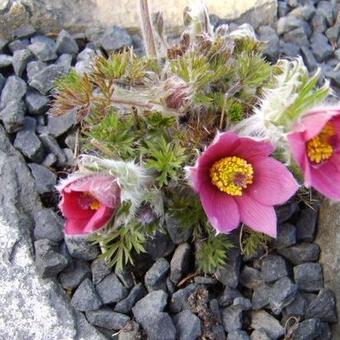 Pulsatilla vulgaris 'Rosea'