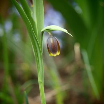 Fritillaria uva vulpis