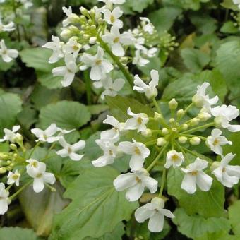 Pachyphragma macrophylla