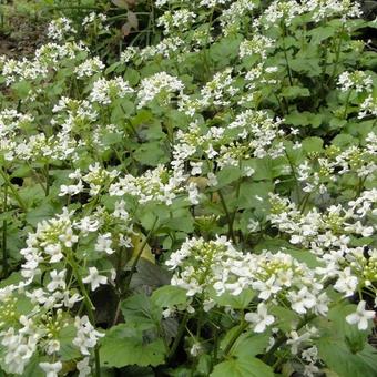 Pachyphragma macrophylla