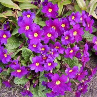 Primula 'Wanda'