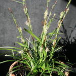 Carex morrowii ‘Irish Green’ - 