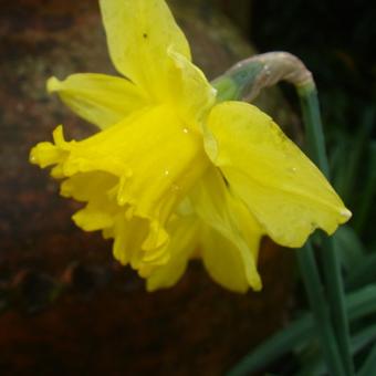 Narcissus 'King Alfred'