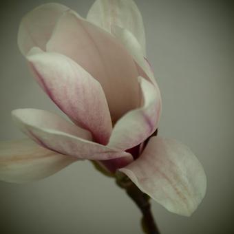 Magnolia x soulangeana