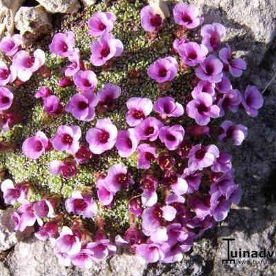 Saxifraga x lismorensis 'Lismore Pink' - 