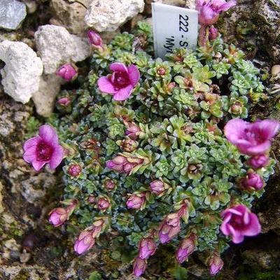 Saxifraga x anglica 'Myra Cambria' - 